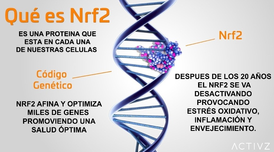 Nrf2: el interruptor maestro de la defensa celular